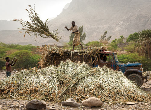 Don_Whitebread_Khamis-Benisa'ad-Farm-Workers.jpg